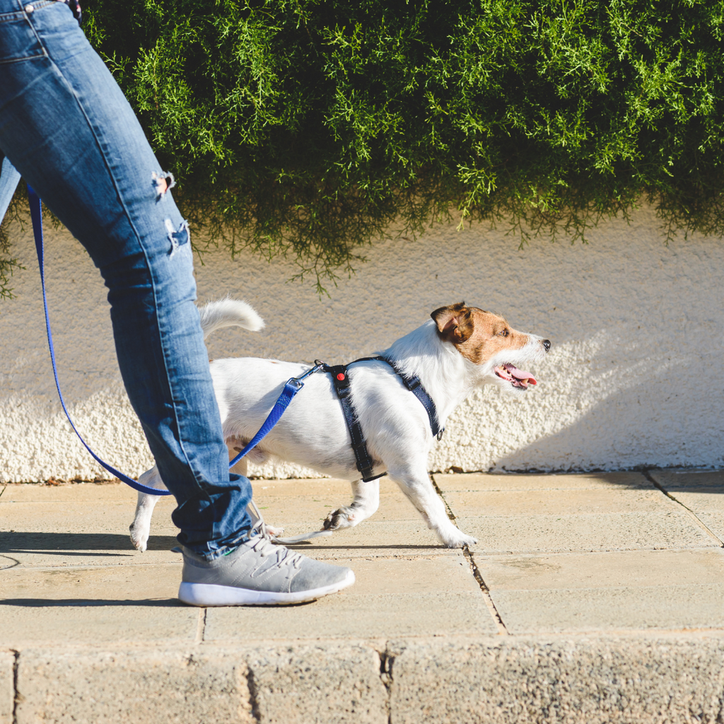 Dog Walking on Hot Pavement