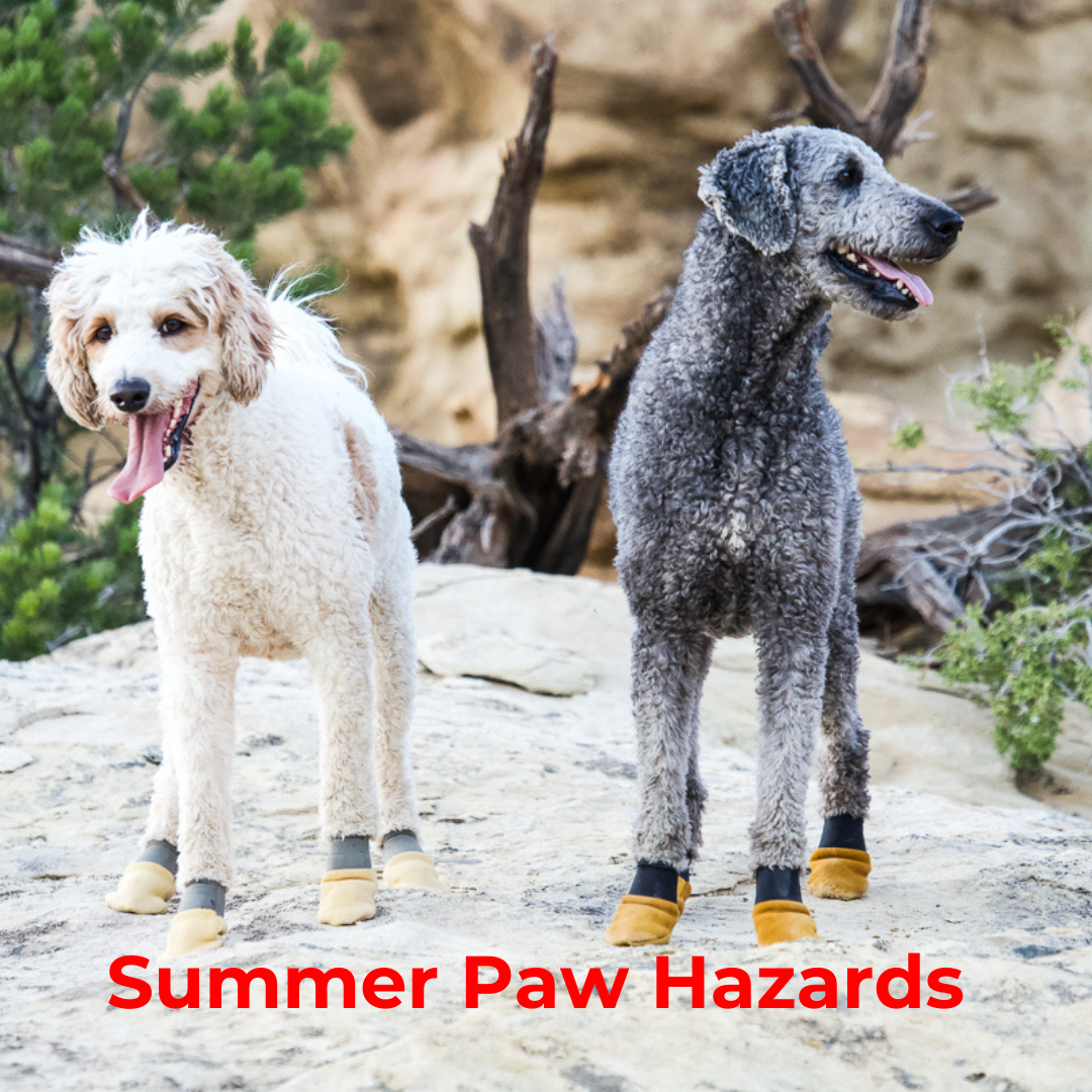 Protect Your Pup: Summer Paw Hazards to Watch Out For