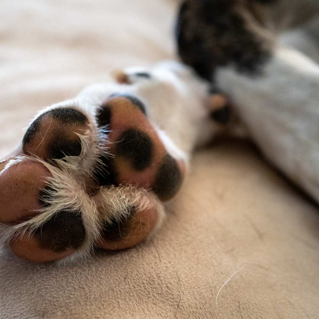 The Importance of Paw Protection: How to Keep Your Dog's Paws Safe and Healthy