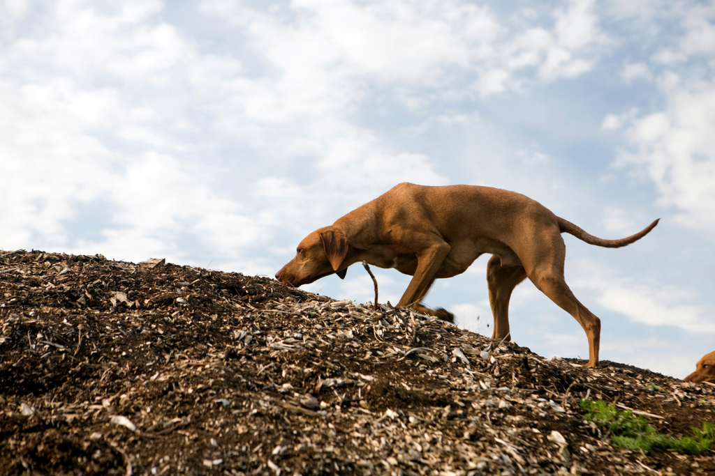 Unleash Your Dog's Senses with Scent Work & Paw Protection