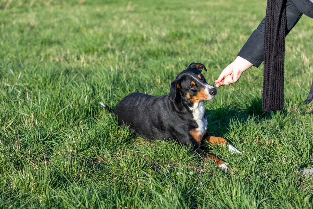 Discover the Joy of Scent Work: A Step-by-Step Guide to Beginning Scent Training with Your Dog at Home