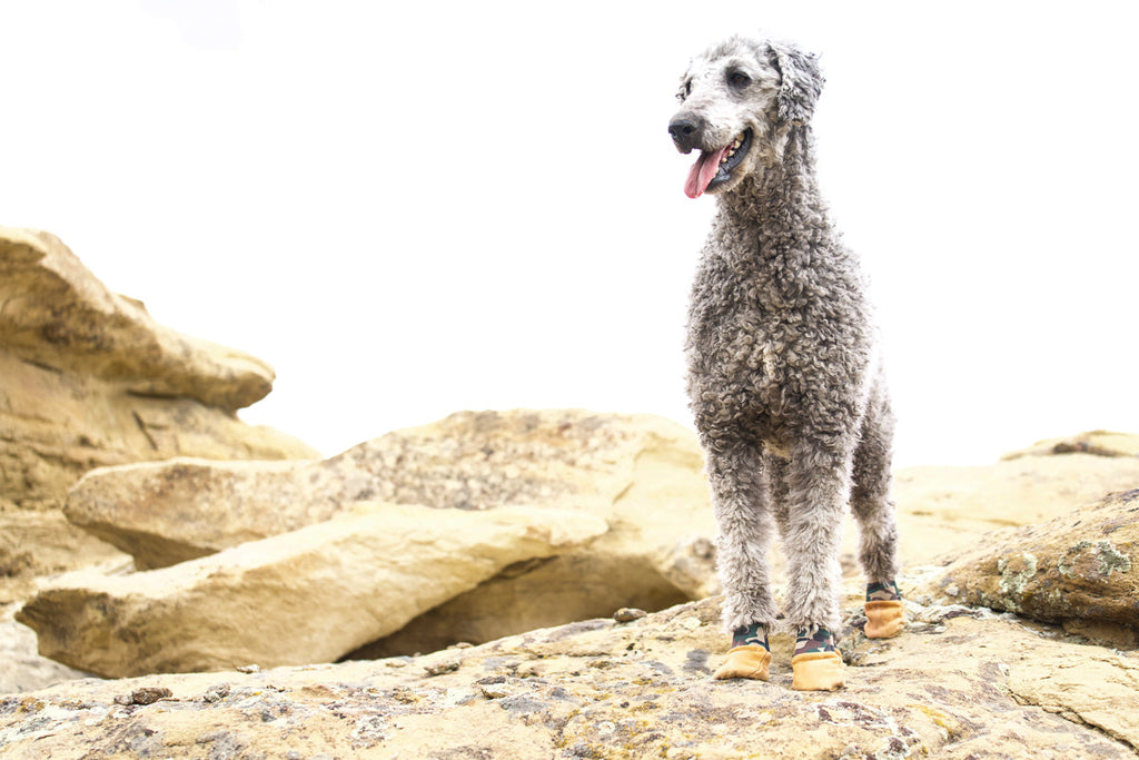 Dog wearing dog booties on a hot summer day. 