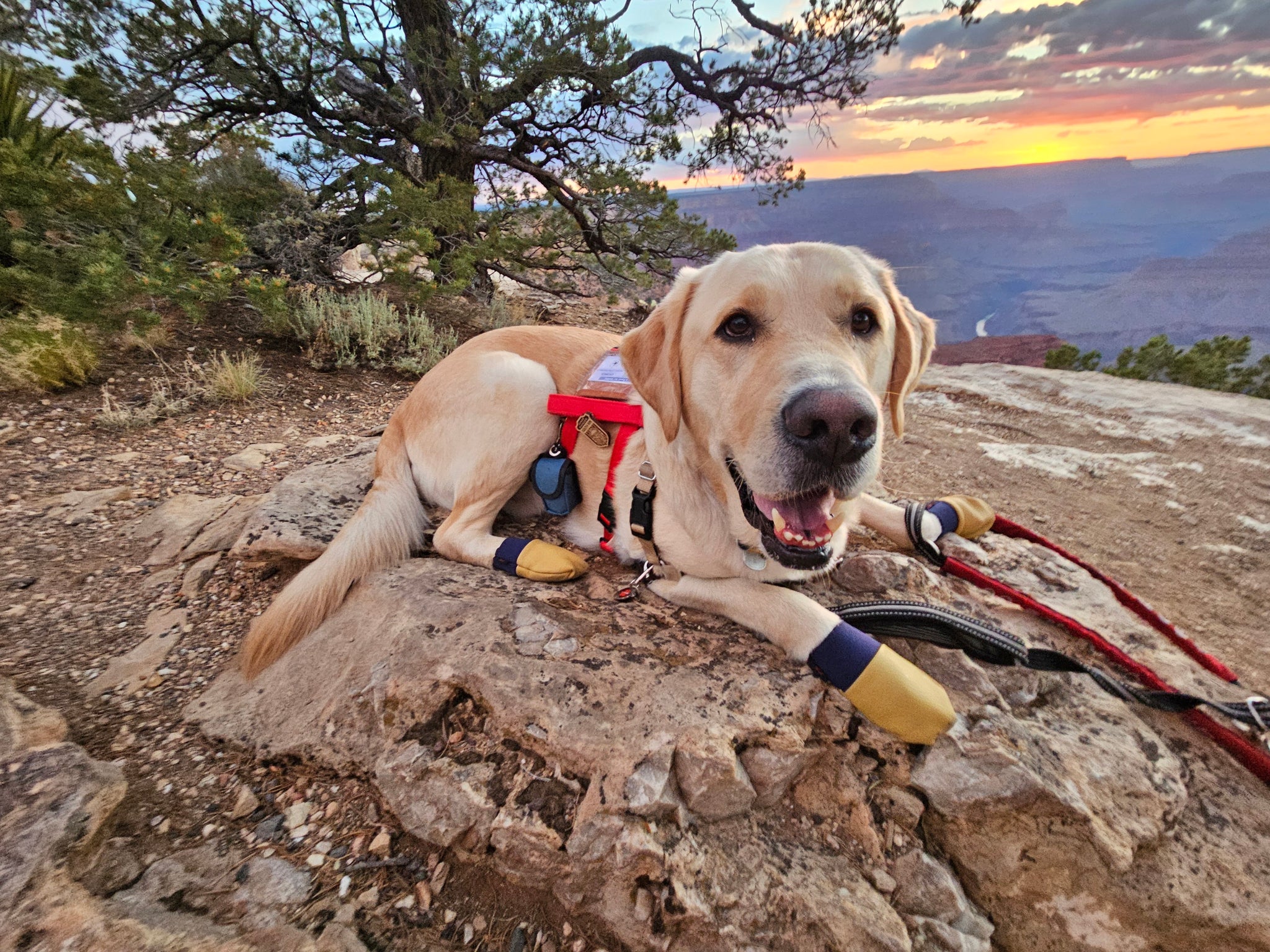 Moccasin-Inspired Summer Dog Booties for Adventure – Rocky