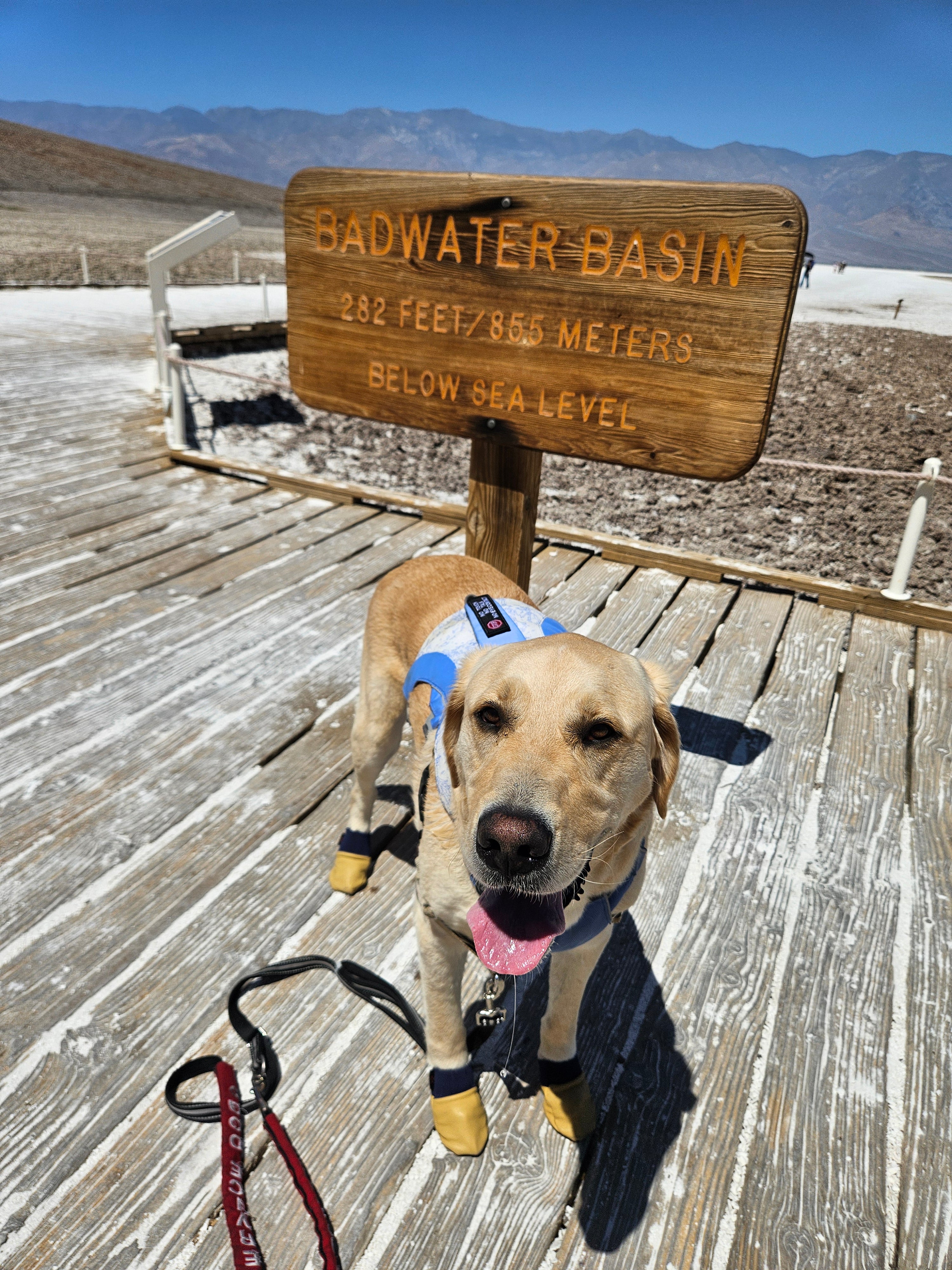 Dog Walking Places To Bring Your Dog Near Me Best Places To Walk