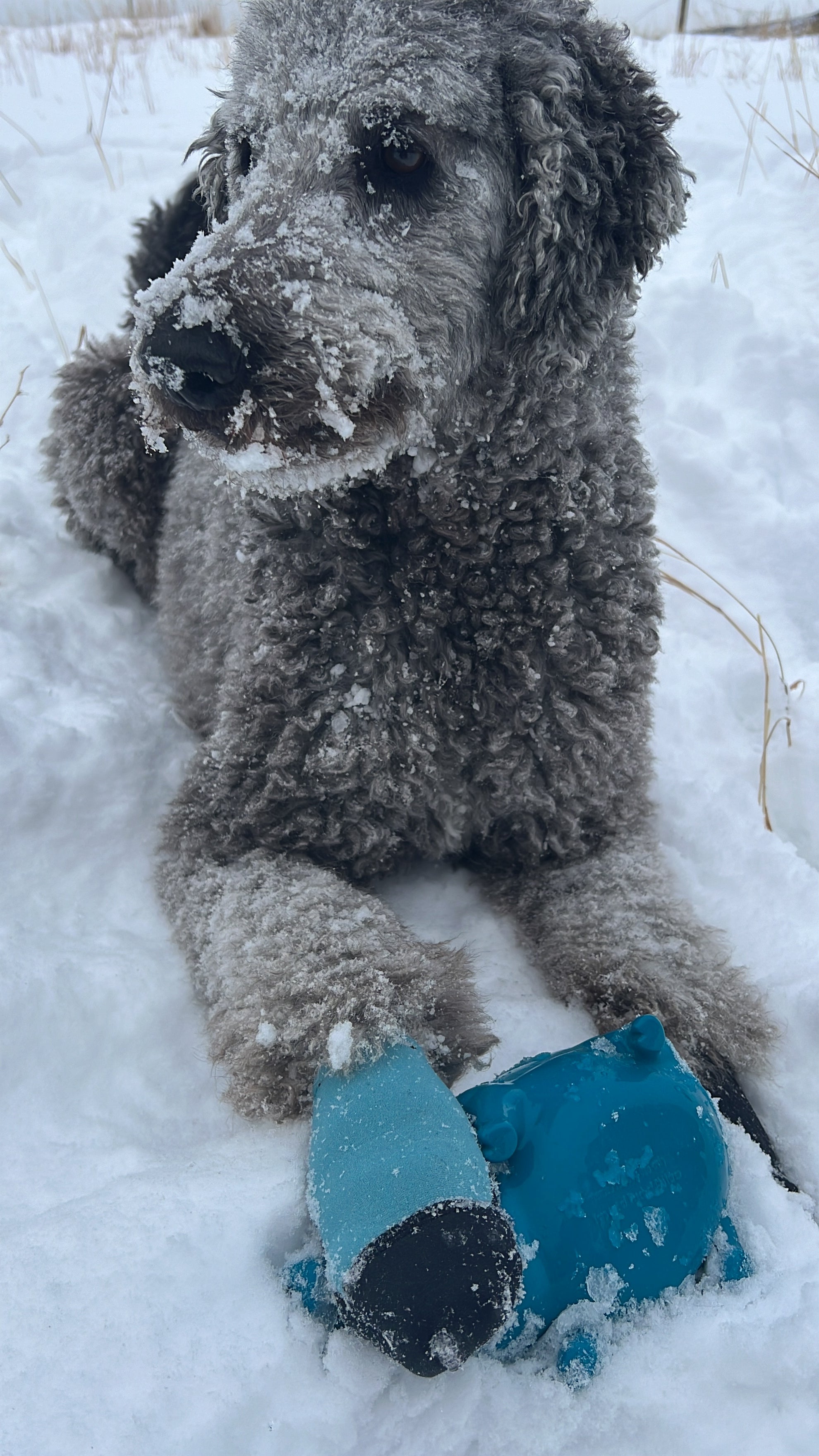 Winter Dog Booties