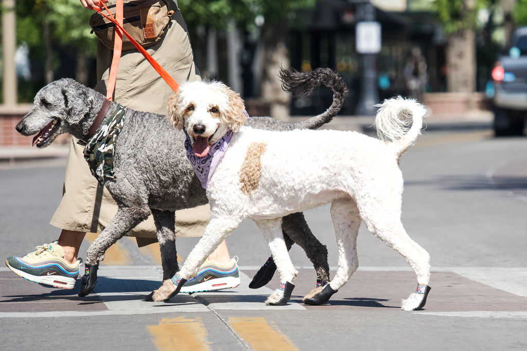 Dog Boots That Stay On