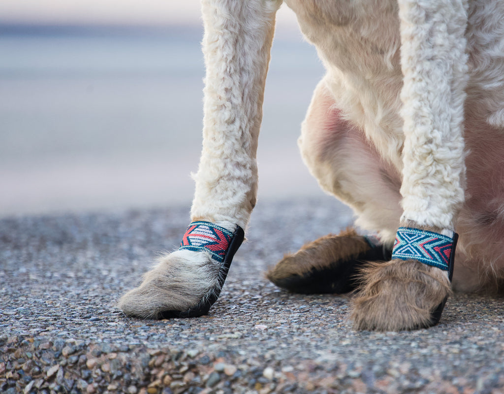 Booties for Dogs