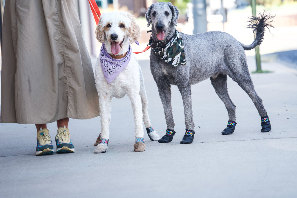 Dog Booties