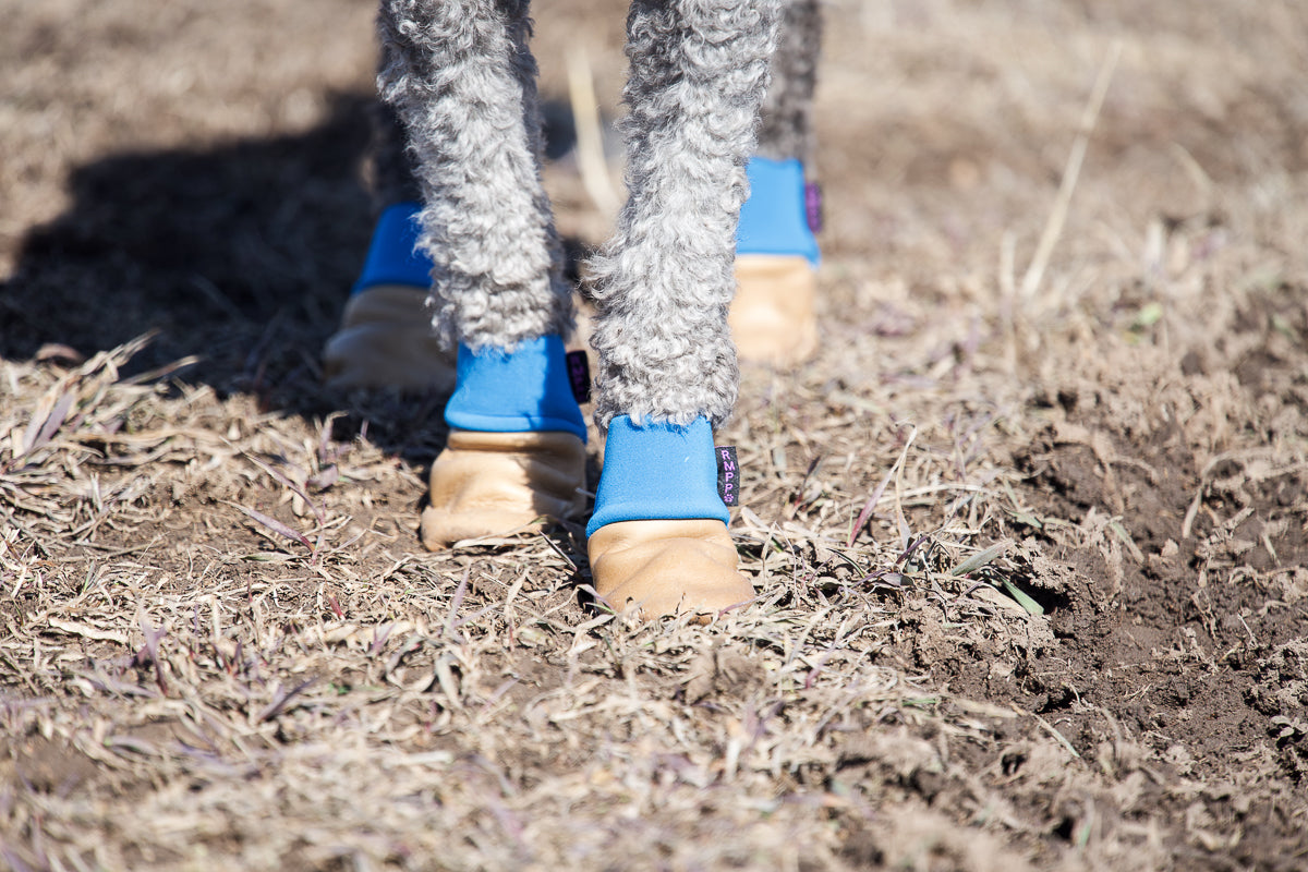 The Ultimate Winter Dog Booties for Outdoor Fun – Rocky Mountain